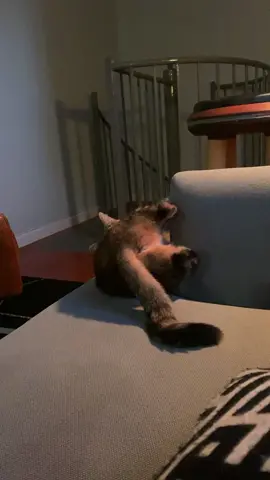 #catsoftiktok #cattok #cats #tedcruz #tedcruzisthezodiackiller #senatortedcruz #fypシ