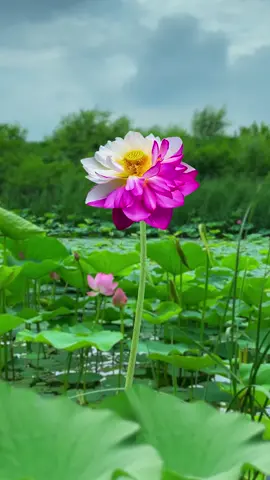 Hoa nở hai màu#giaitri #yêuthiennhien #hoasen