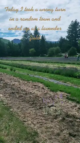 Lavender field! #Summer #pnw #travel #washington #lavender#countryroads #mtrainier #garden #fyp #pnwgarden #gardening#staycation #roadtrip#sunshine#farm