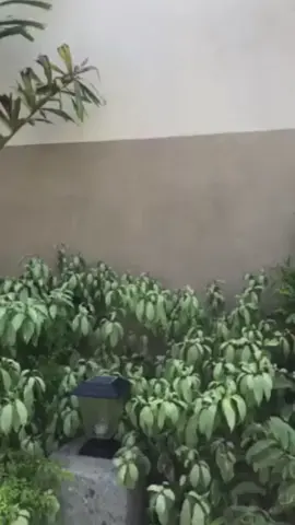 #beabinene #birds #littlevoice #pet