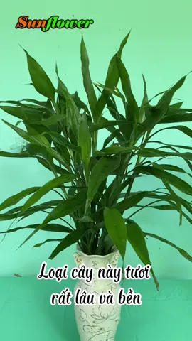 Loại Lá Chưng Trên Bàn Thờ Tươi Rất Lâu Và Bền