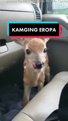 Kenalin kambing ana dari Eropa 🙏🏼 #alibahlool