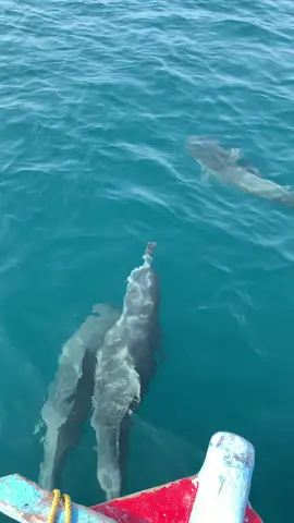 Yang minta mentahan video lumba lumba di pulau harapan 😊 #pulauseribu #kepulauanseribu #pulauharapan #tiktoktravel #gayainnusantara #fyp #viraltiktok #trippulauseribu