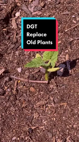 Daily Gardening Tip: Replace Old Plants #daily #gardening #tip #broccoli #beans #garden #gardentok #gardening101 #gardeningtips #grow #growyourownfood #harvest #homestead #gardentoplate #plants #plantsoftiktok