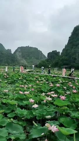 Đi thoi các bạn ơi kẻo hết mùa sen 🤭🌱 #muaha #hoasen #hangmua