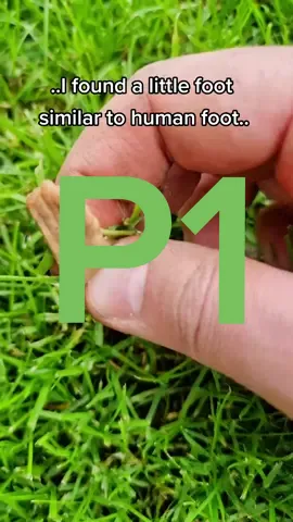 Crazy garden findings. Tiny foot.. #fyp #crazygardenfindings #usa #crocs #pirati #worldwide #viral