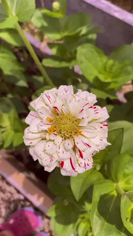 Checking out the zinnias that my daughter started from seed at school @Lina Margarida #flowers #school #daughter #garden #gardening #grow #gardentok #gardening101 #gardentoplate #growyourownfood #plants #plantsoftiktok #flower #homestead