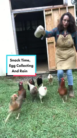 Snack time, egg collecting and rain #chickens #eggcollecting #collectingeggs #eggs #pastureraised #freerange #Homestead #homesteadtok #homesteadlife #homesteading #farm #farmtok #farmlife #wholesome #positive #vibes #comealong #comealongwithme #fyp #fypage #foryou #foryoupage #viral
