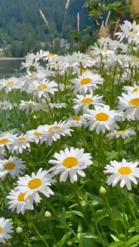 Daisies dancing in the gentil summer breeze 🤍🌼🌿🤍✨#daisies #margaritas #naturevibes #naturelovers #flowerlovers #naturetherapy #naturaleza #fyp #fypシ #foryou #flowers #fleurs #flores #relaxingvideos #relaxingnature #rockypointpark #portmoody #溫哥華 #gardentiktok