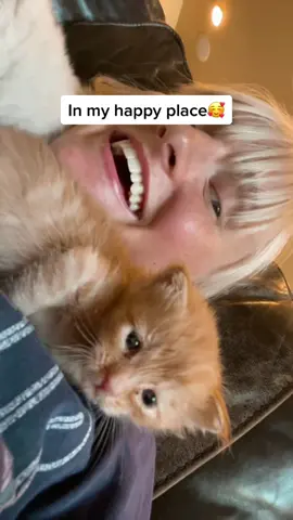 🥺🥺 #fyp #foryoupage #kittens #inmyhappyplace