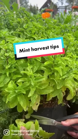 Mint harvest tips 🍃✅You can simply pick individual mint leaves from the stems. ✅Or cut the whole stem just like did in this reel and let the mint regrow/recover. After a week, you will see mint start regrowing back and look healthier and bushier within 4 weeks or so. ✅If you like to use mint for cooking, young leaves are tastier than older leaves. I like to keep the older leaves to make mint tea 🍵 Top tip after a big harvest, I like to give them some love by using organic fertilizer from @iv_organics I soaked the fertilizer tea bag in the water for about 24 hours and then watered it. #gardening101 #gardeningtips #mints #mint
