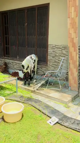 🤣🤣🤣 #trending #fareedansari386 #foryou #foryourpage