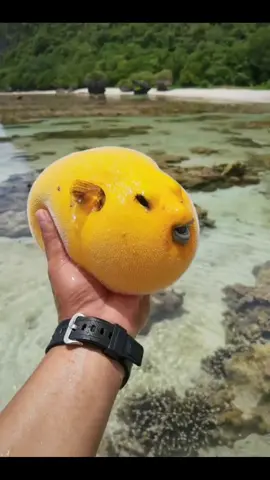 Am I beautiful? #beautiful #lovely #fish #fishtok #ocean #aquarium #pufferfish #fyp #foryoupage #foryou