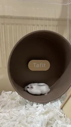 สมเลิฟนักซิ่ง 🫣 #แฮมสเตอร์ #วินเทอร์ไวท์ #hamster