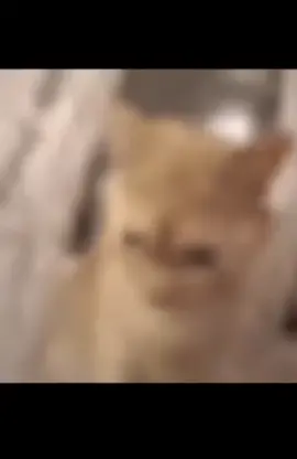 Este video me respresenta, necesito tenerlo aquí AHSJSBSJSJSJD #meme #dank #cat #memes #gato #gatostiktok #gamer #dankmemes #dankmeme #shitposting #shitposter #shitpost