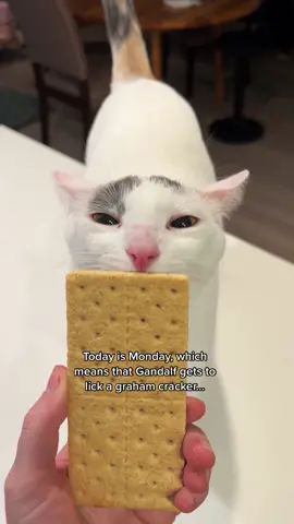 AT LAST #gandalfthecat #grahamcrackermondays #mondaymotivation #weirdpets #fyp #xyzbca