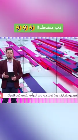 دب مضحك