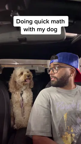 Pay attention to the paw taps 😳 #dogsoftiktok #dogs #PetsOfTikTok #pets #dogdad #foryou #lunatheminicockapoo