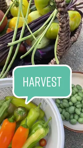 Those candy cane peppers are my fav 😍 #gardentok #harvestwithme #harvesttok #gardenharvest #cottagecore #gardencore #heirloomvegetables #PrimeDayDreamDeals #backyardgarden #homesteading
