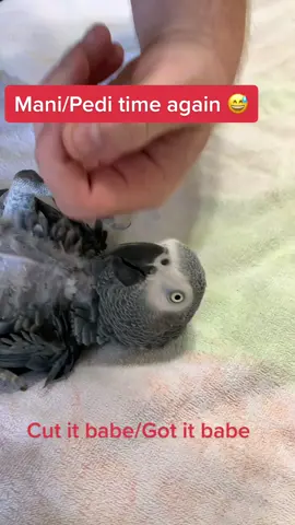 Mani/Pedi time for Kai once again…😅 #kai #fyp #viral #engagednotcaged #africangrey #africangray #parrot #parrotsoftiktok #parrots #birdtok #bird #PetsOfTikTok #talkativebird