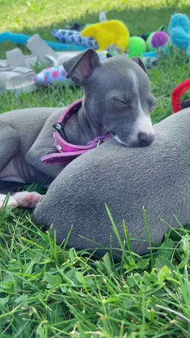 Daisy is so sleepy 😴 #nap #nappy #naptime #awe #BigInkEnergy #PrimeDayDreamDeals #iggyfamily #cant #Awe 🥺 #tiny #baby #iggy #babyiggy #iggypuppy #iggys #iggysoftiktok #iggysoftheworld #iggylove #iggytok #iggytiktok #puppy #puppies #puppylove #puppylife #shadowbanned #trending #fyp #fy #foryourpage #foryou #viral #viralvideo #puppytiktok #puppiesforlife #omg #lol #wow #humor #comedy #funny #haha #lo #hi #hello #family #friends #follow #Love #life #live #ohmy #OhNo #cute #cutepuppies #cutest