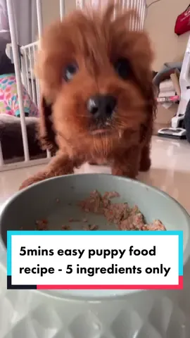 Easy 5 minute recipe with 5 ingredients only for your puppy! #puppy #puppylove #puppyfood #puppyfoodrecipe #puppyfoodtime #puppylife #puppytok #dogfoodrecipe #dogfood #homemadedogfood #healthydogfood #diydogfood #healthydogtreats #dogsoftiktok #puppiesoftikok