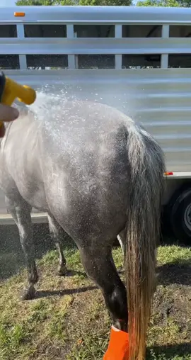 “Thats cold on my balls mom 🙄” #stallion #studhorse #horses #horsesoftiktok #foryou #fyp #barrelhorse #barrelhorsesoftiktok