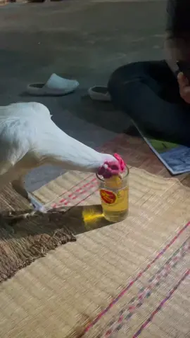 เคยเห็นมั้ย ไก่กินเบียร์ 😅😅