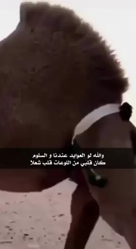 #اكسبلور_تيك_توك #هشتاق_للرخوم #ندر_الصفر #الشعل#هجيج_شديد