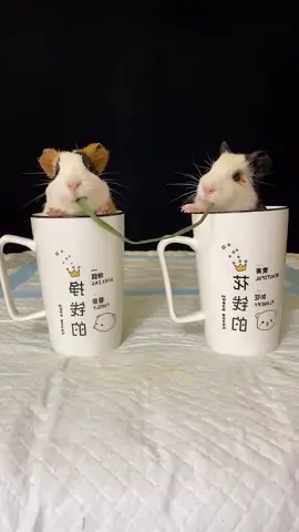 #fyp #lovelypig #GRIQTN