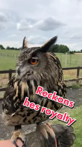 This bird.. he only ever seems to go at his own pace 😑 #max #europeaneagleowl #eurasioneagleowl #eagleowl #owl #europeaneagle #european #euro #raptor #birdofprey #bubobubo #bubo #freefly #predator