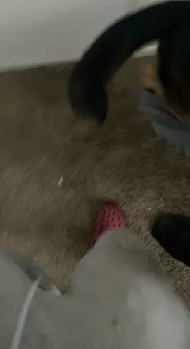 Lets normalize dogs wearing clothes 😂😂