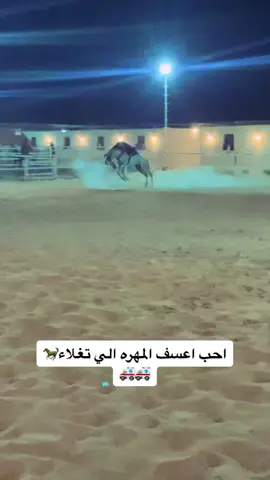 #خيل_وخياله🐎 #خيل #حصان #شفيقي