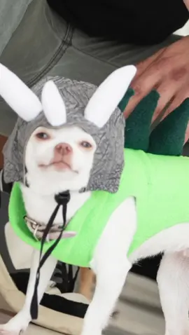 Ok this dinosaur is biting😮‍💨(בסוף אני אדע אנגלית שוטף זכרו את זה👉🏻👈🏻🥹) #fyp #dog #angrydog #chihuahua #niki #nikiozeri #mreviatar