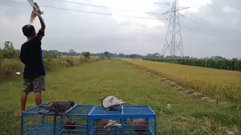 #merpati #merpatiku #merpatibalapindonesia #merpatibalapsprint #merpatibalapklaten #merpatilovers #fyp #viral