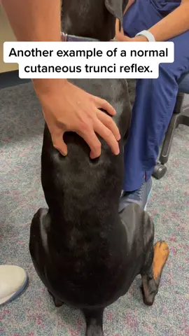 This dog is 11 months old, has no symptoms, and lo and behold - look where this reflex occurs. #dogchiropractic #animalchiro #animalchiropractic