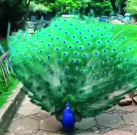 Peacock.. 🦚 Very Beautiful!