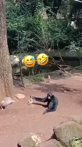 monyet vs landak