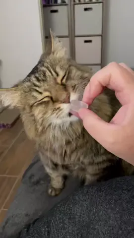 This is bosco he bugs my mom for her ice every single day. 😂🥶❄️ #cat #fyp #foryou #ice #brainfreeze #animal #cute #funny #trending
