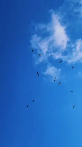 Birds flying in the blue sky. #naturevibes #birds #fly