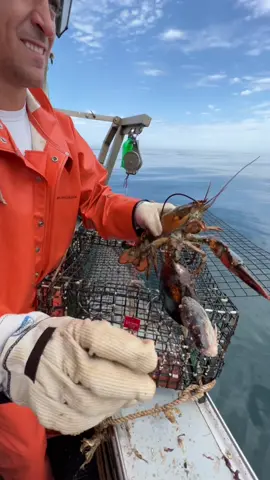 Reply to @dicktanningsolutions  #lobster #punchandlunch #fishing #maine #207 #mainecheck #🦞 #mainelobster #seafood #ocean #lobstertok #fy #fyp #lobsterfishing #DidYouKnow #DidYouKnow #sustainable #
