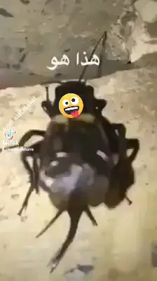 #صوت_صرصور  #cockroach_sound