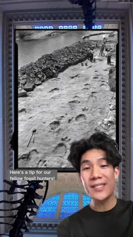 Learn how to identify a dinosaur from its footprints!🐾 #MuseumTok #dinosaurs #paleontology #footprints #LearnOnTikTok