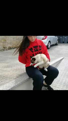 #evil #cats #fyp #angrycat