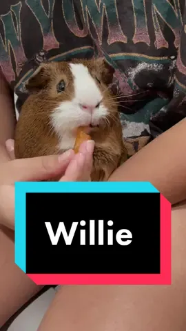 😂🤣 Meet willie the guinea pig #guineapigs #willietheguineapig #animalsoftiktok #funny #cutie #bellpepper #funnyanimals