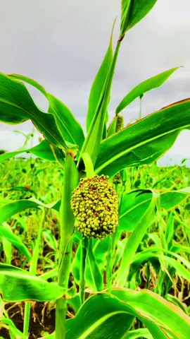 #culturetiktok #baydhabo #beeraha