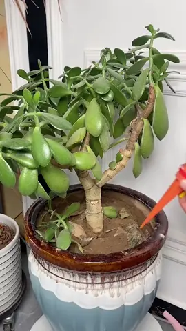 집에서 화초도 키우고 물 주는 거 까먹으면 이거 한번 해보세요#관리자추전뜨겧주세요#좋은물건추천#추천#쿠팡#좋은물건#생할용품