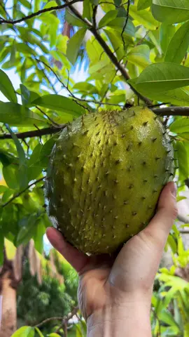 Perfectly tree ripened #soursop #guanabana #fruit #fyp
