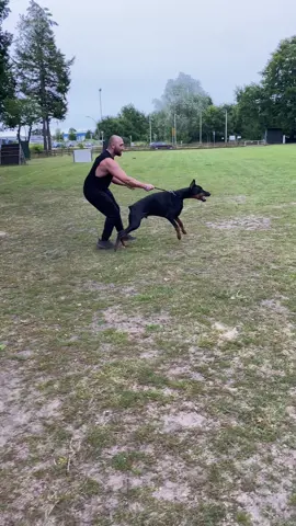 #fürdich #fürdichseite #hundevideos #hundesport #dogsoftiktok #hundeerziehung #hundetraining #dobermann