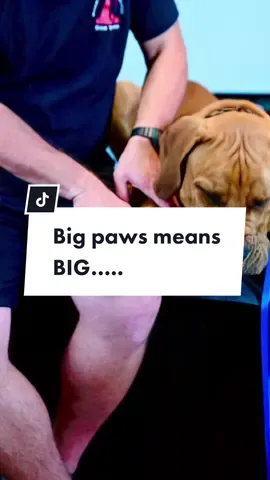 Cover your ears. #dogtrainer #dogtraining #dogtrainer #boerbel #boerboelsoftiktok #bigpaws #southfloridadogtrainer #dogtrainersoftiktok